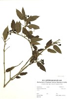 藏品(阿里山忍冬)的圖片